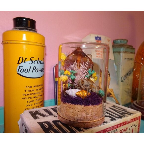 Orange Tipped Oakworm Moth Cicada Skin Dried Flowers Oddity Jar taxidermy witchy - Picture 9 of 12